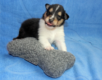 Spike - S-Wurf 2. Woche